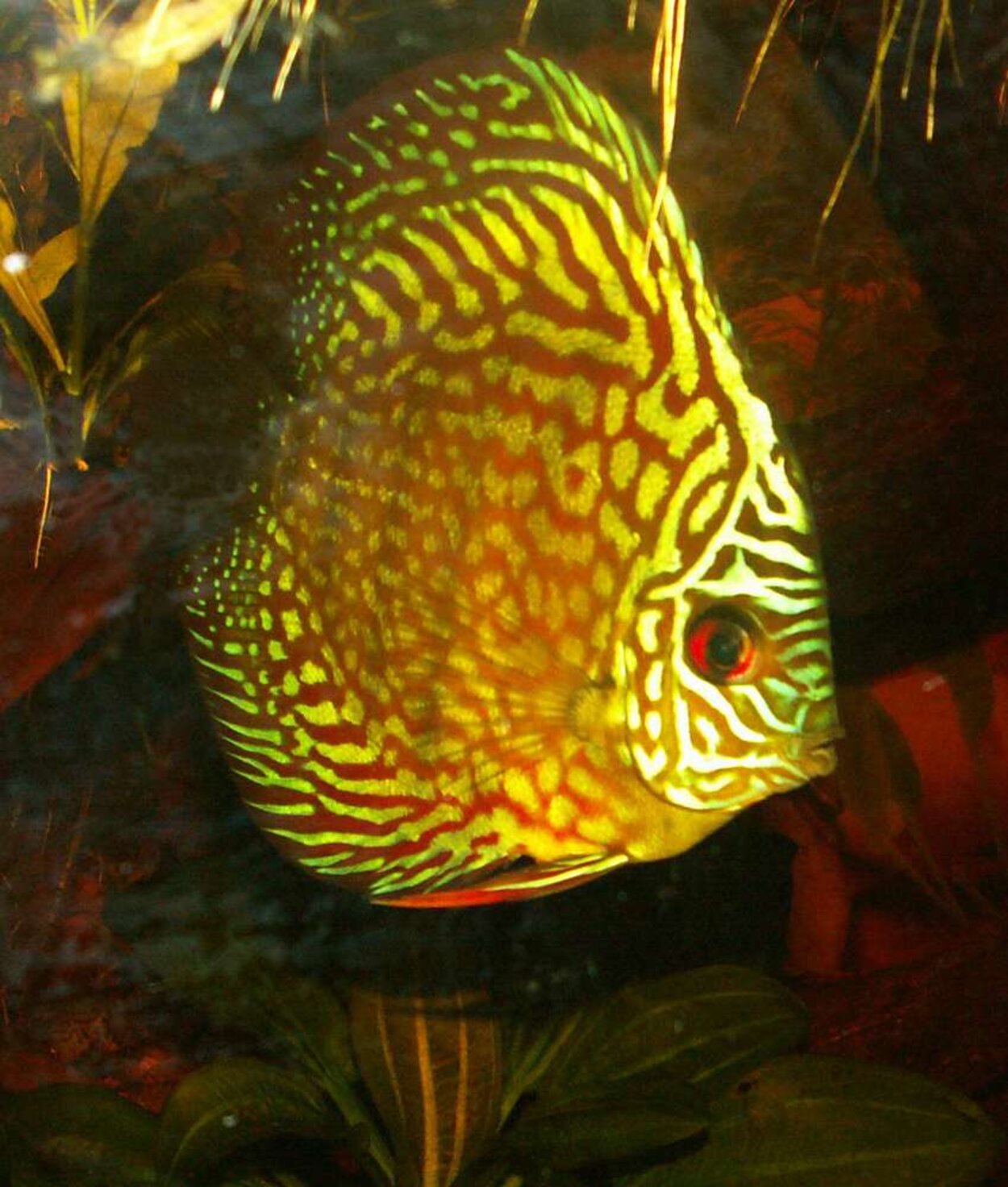 Symphysodon sp. - Discus