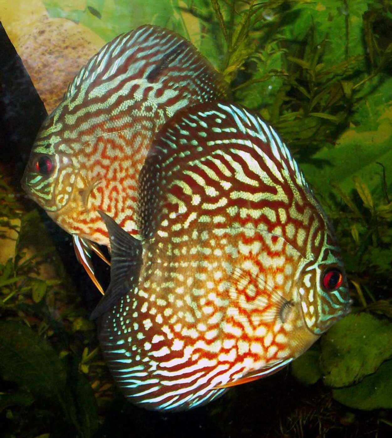 Symphysodon sp. - Discus