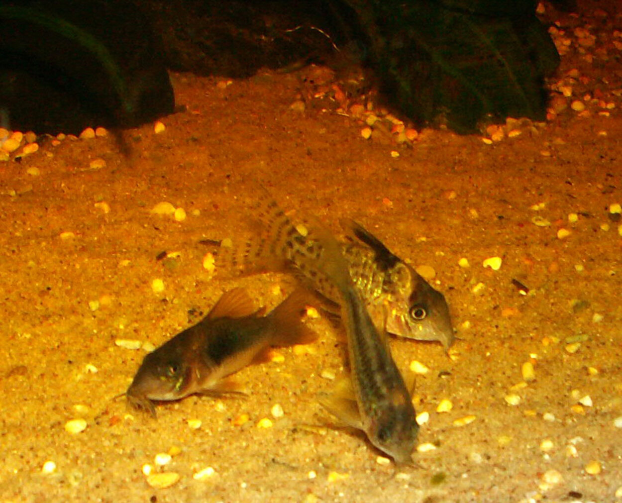 Corydoras aeneus/elegans/ambiacus(?)