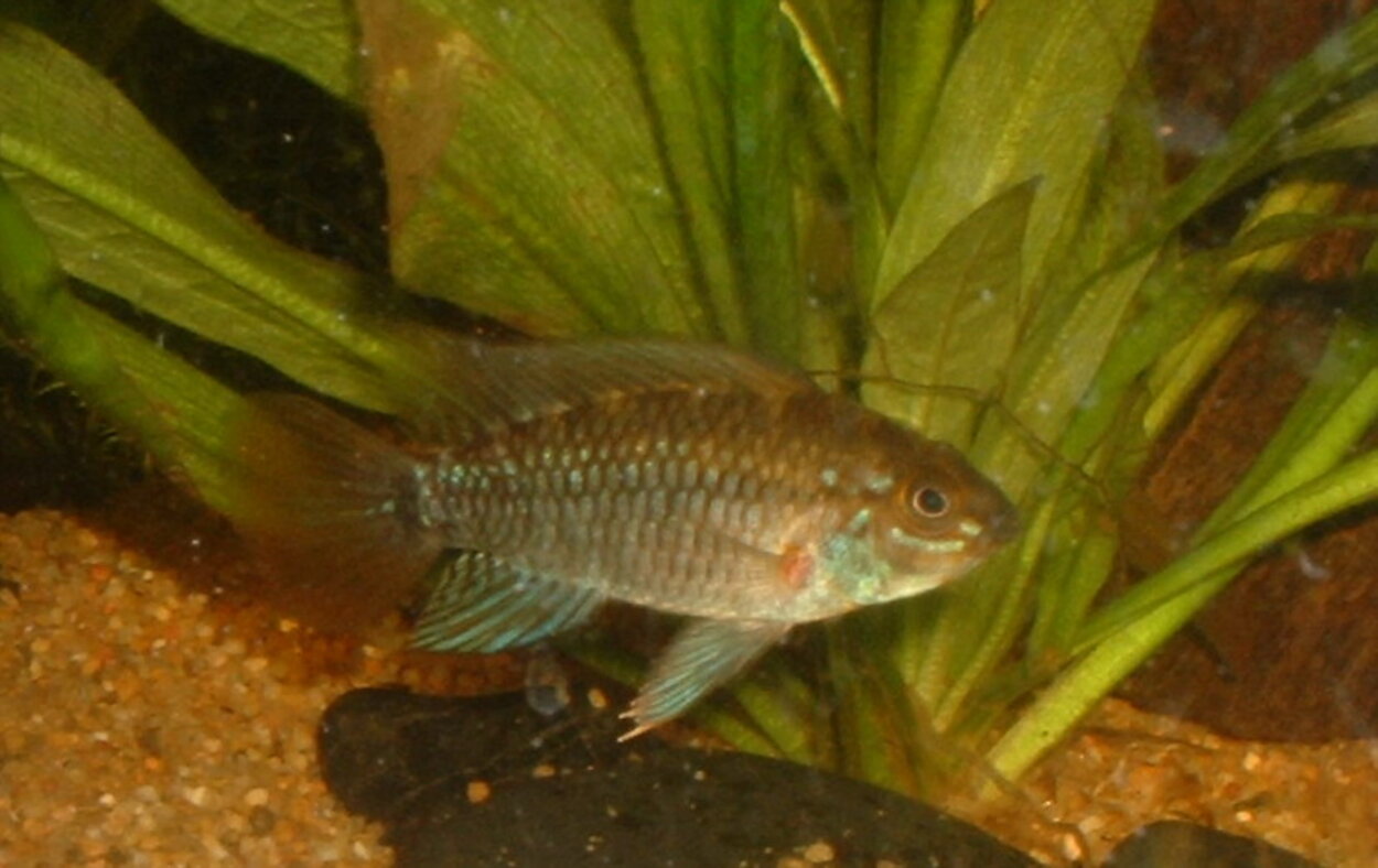 Apistogramma eunotus