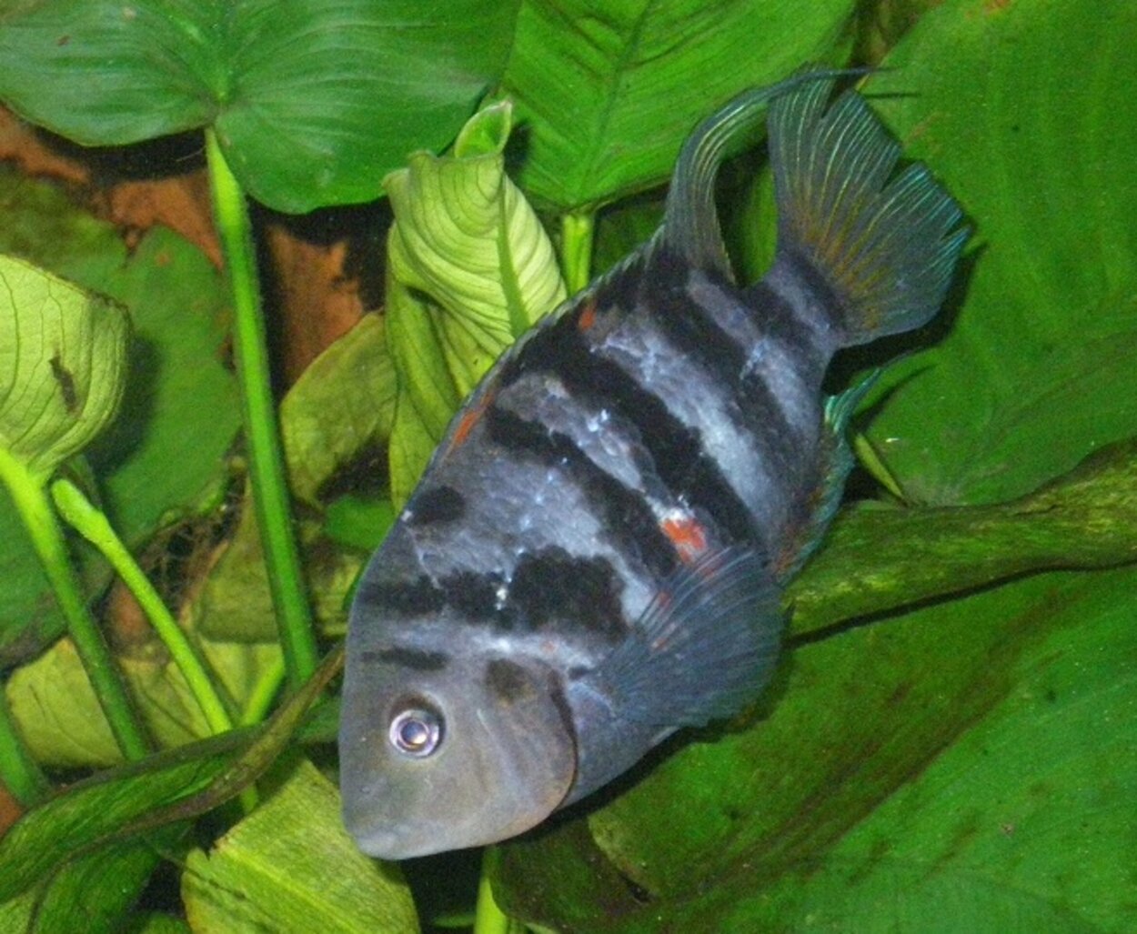 Amatitlania nigrofasciatus - Zebraciklid