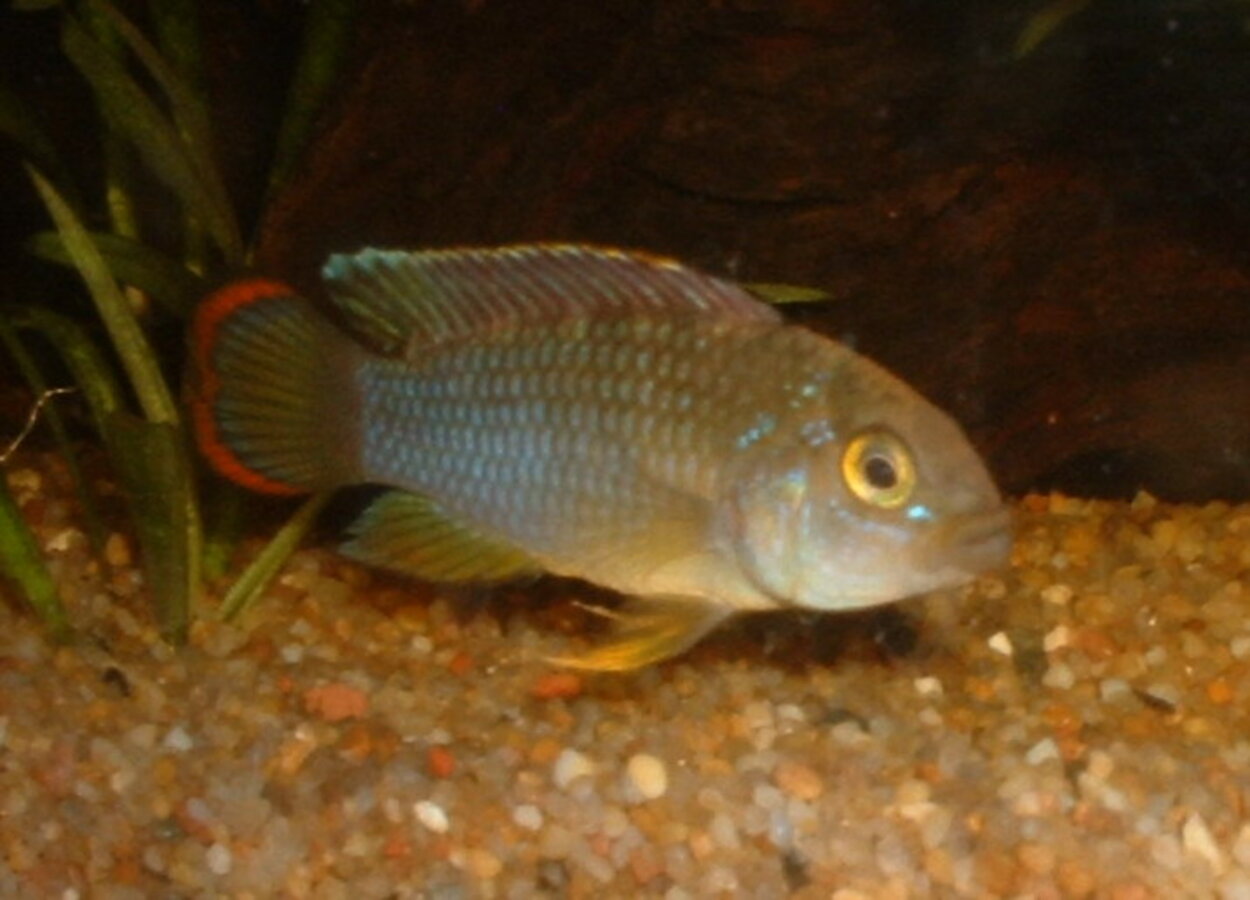 Apistogramma nijsseni