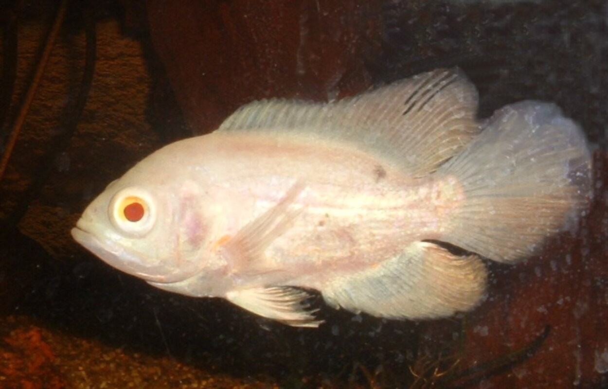 Astronotus ocellatus - Påfågelsciklid