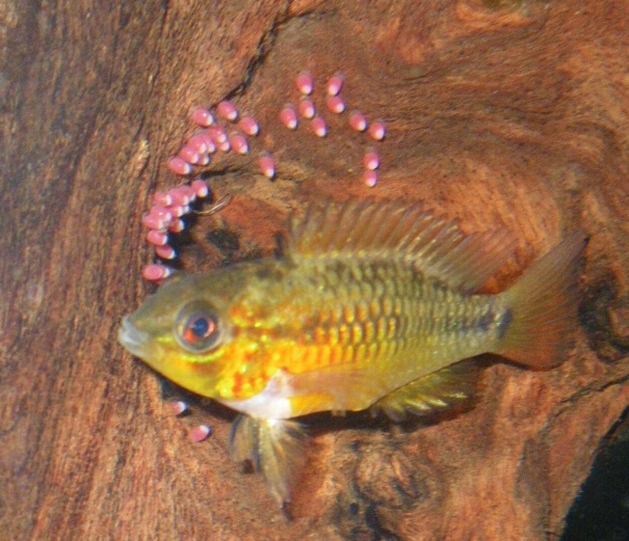 Apistogramma viejita II