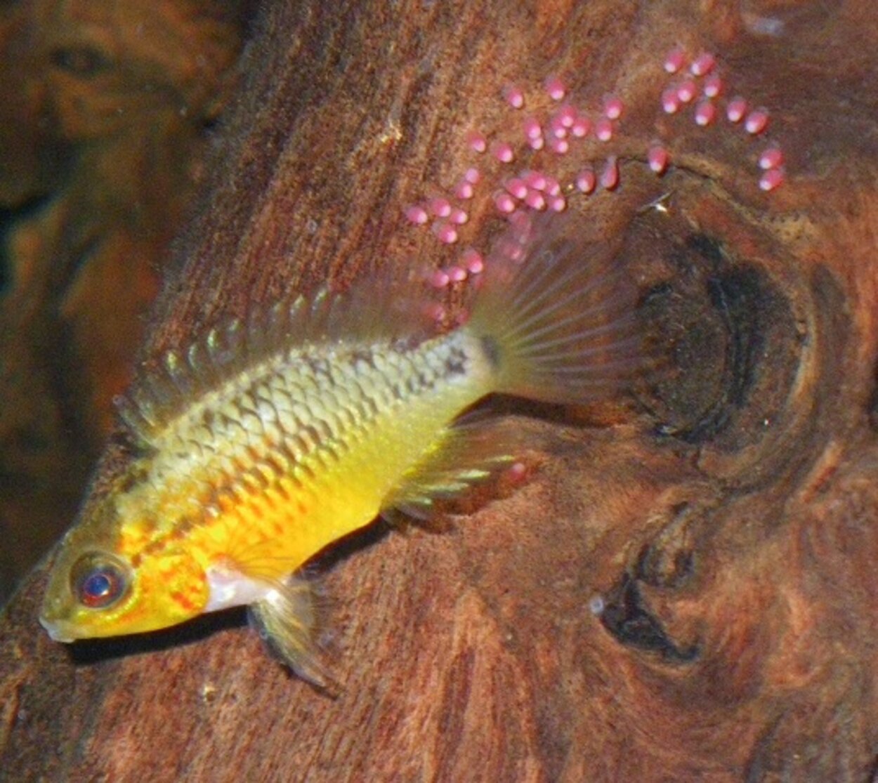 Apistogramma viejita II