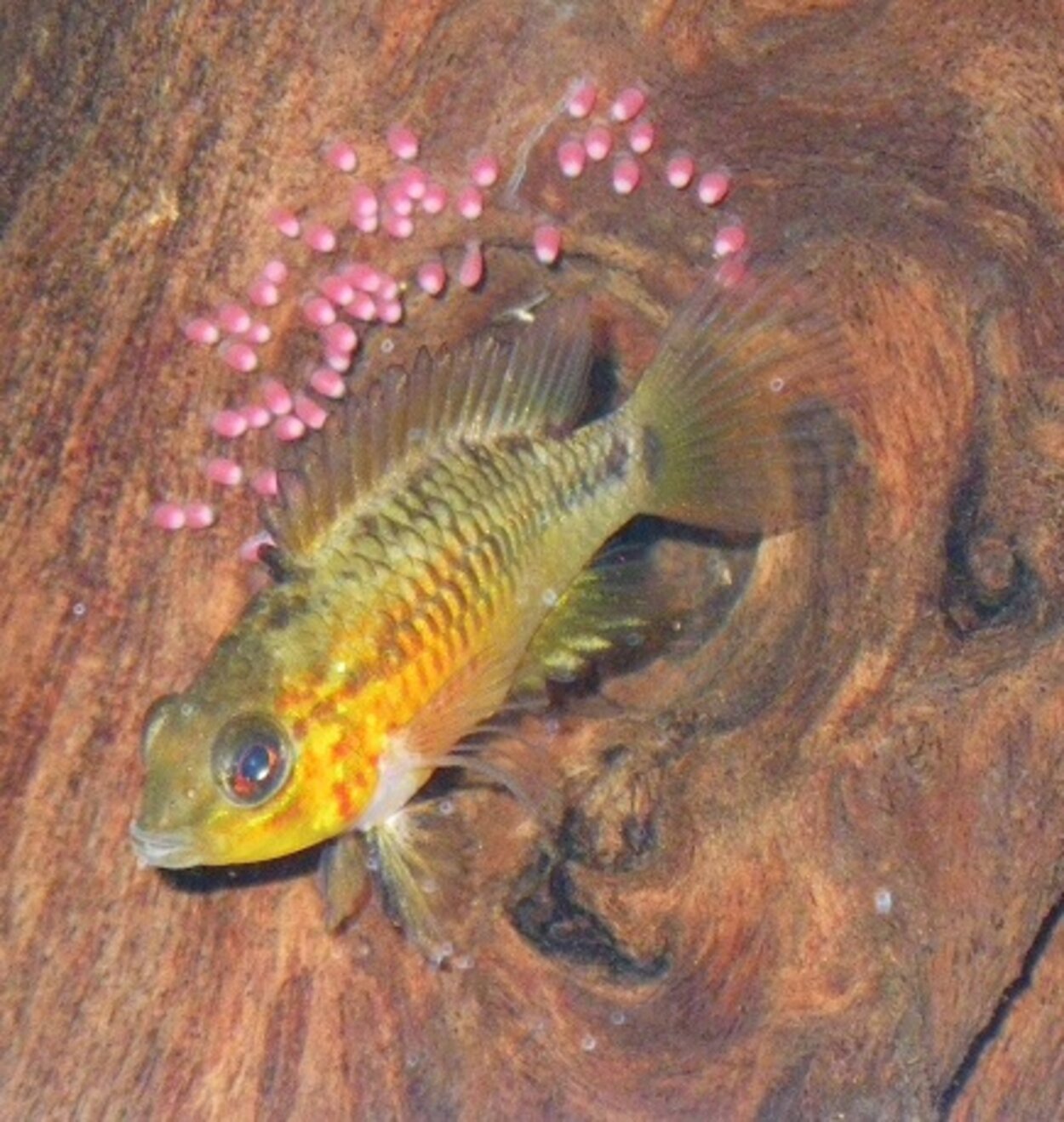 Apistogramma viejita II