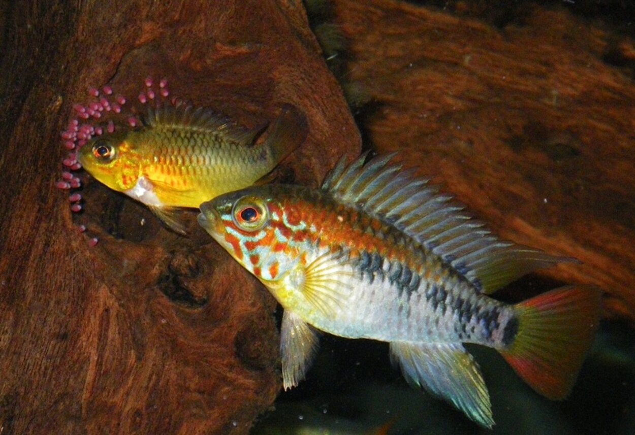 Apistogramma viejita II