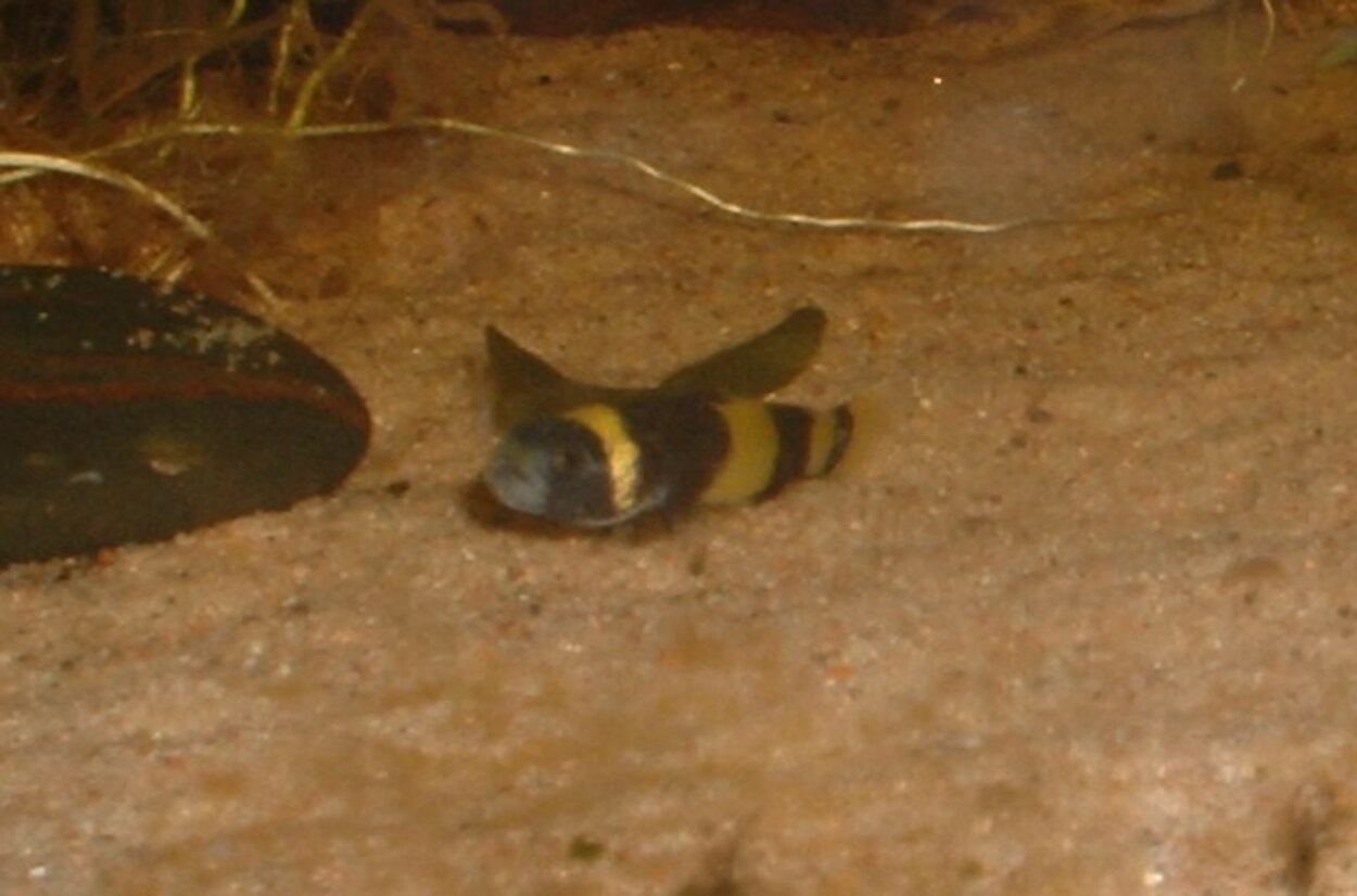 Brachygobius xanthozona - Humlafisk