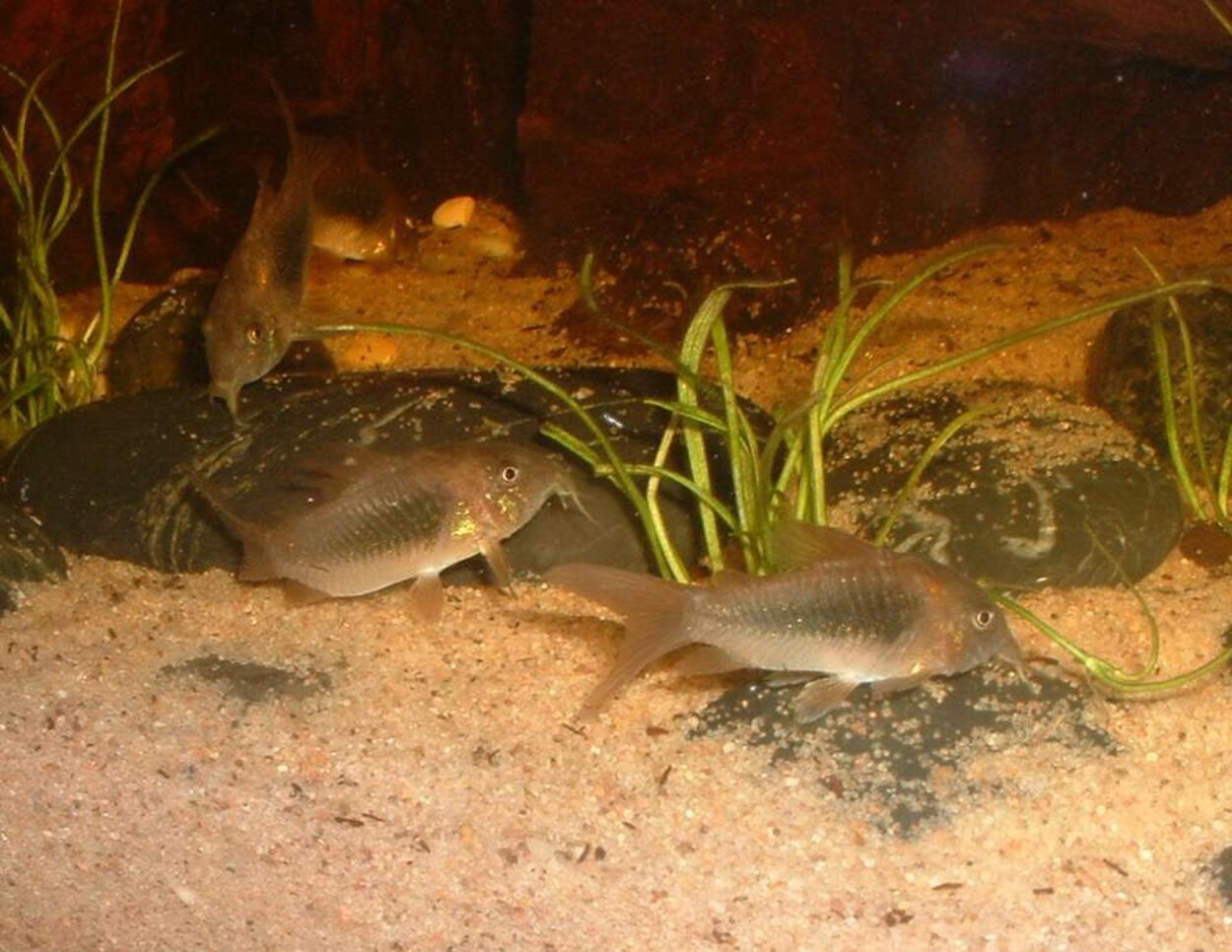 Corydoras aeneus - Metallpansarmal