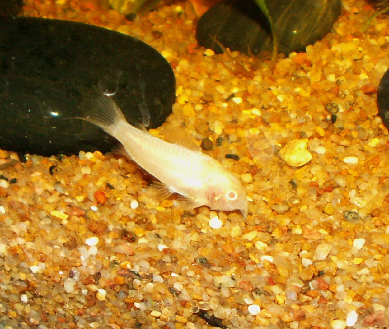 Corydoras aeneus - Metallpansarmal (albino)