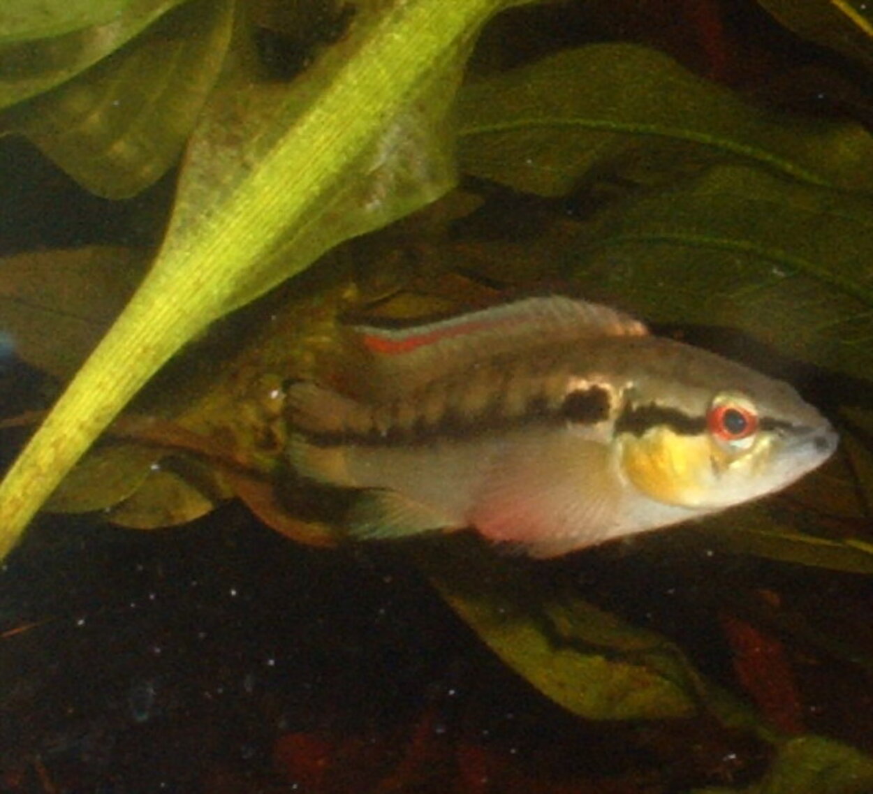 Crenicichla lepidota