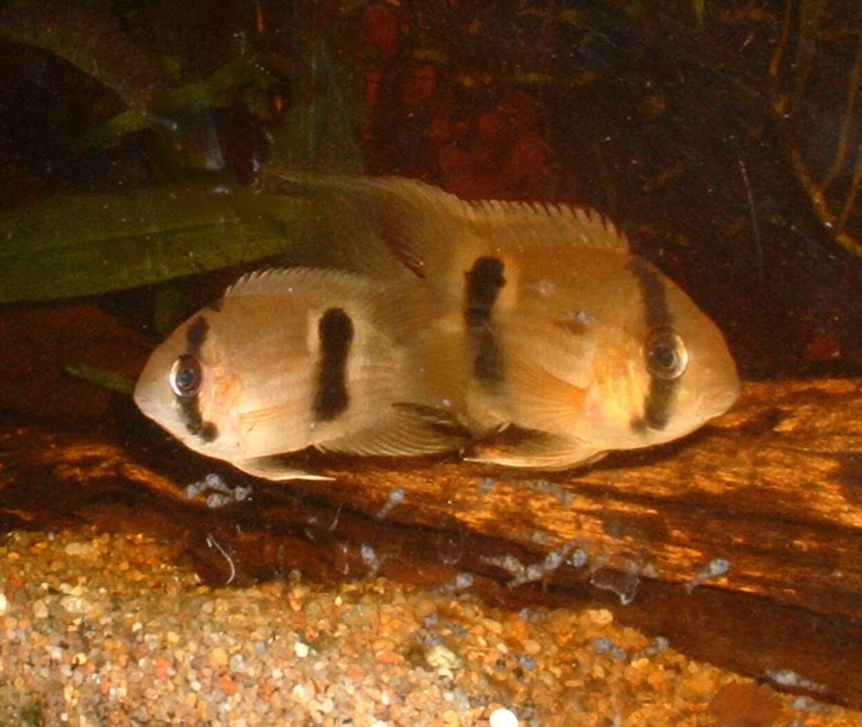 Cleithracara maronii - Nyckelhålsciklid