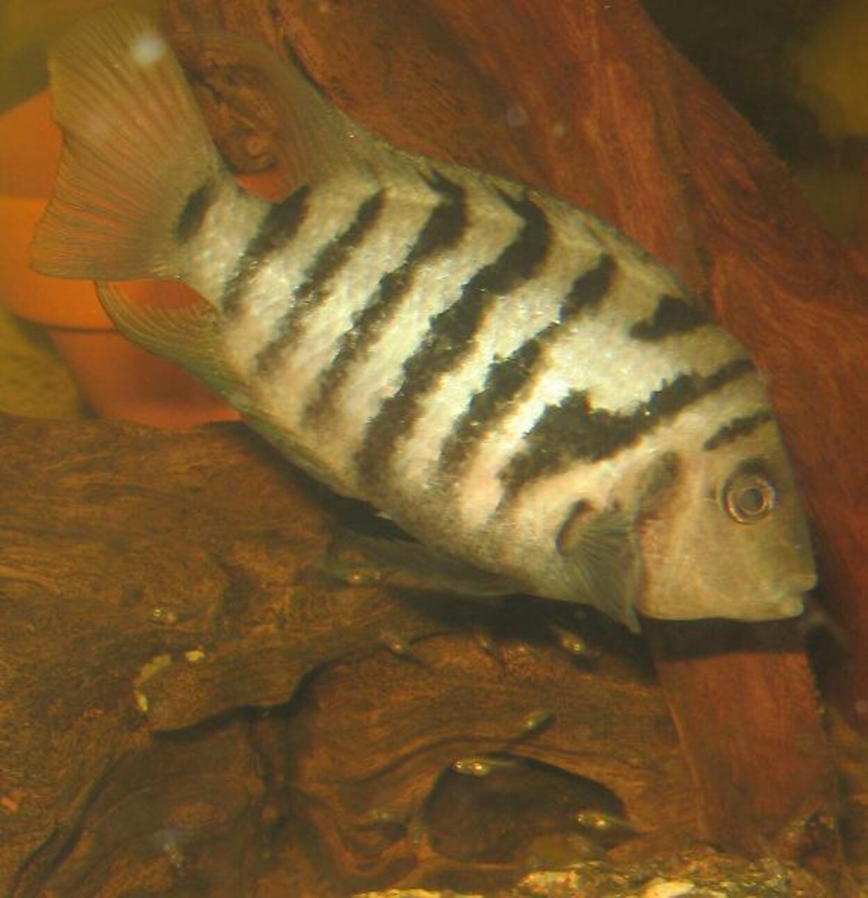 Cryptoheros nigrofasciatus - Zebraciklid