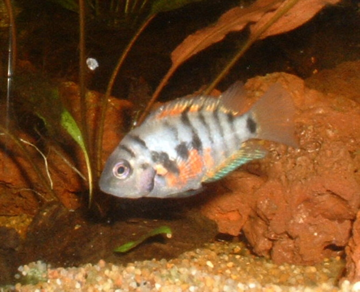 Cryptoheros nigrofasciatus - Zebraciklid