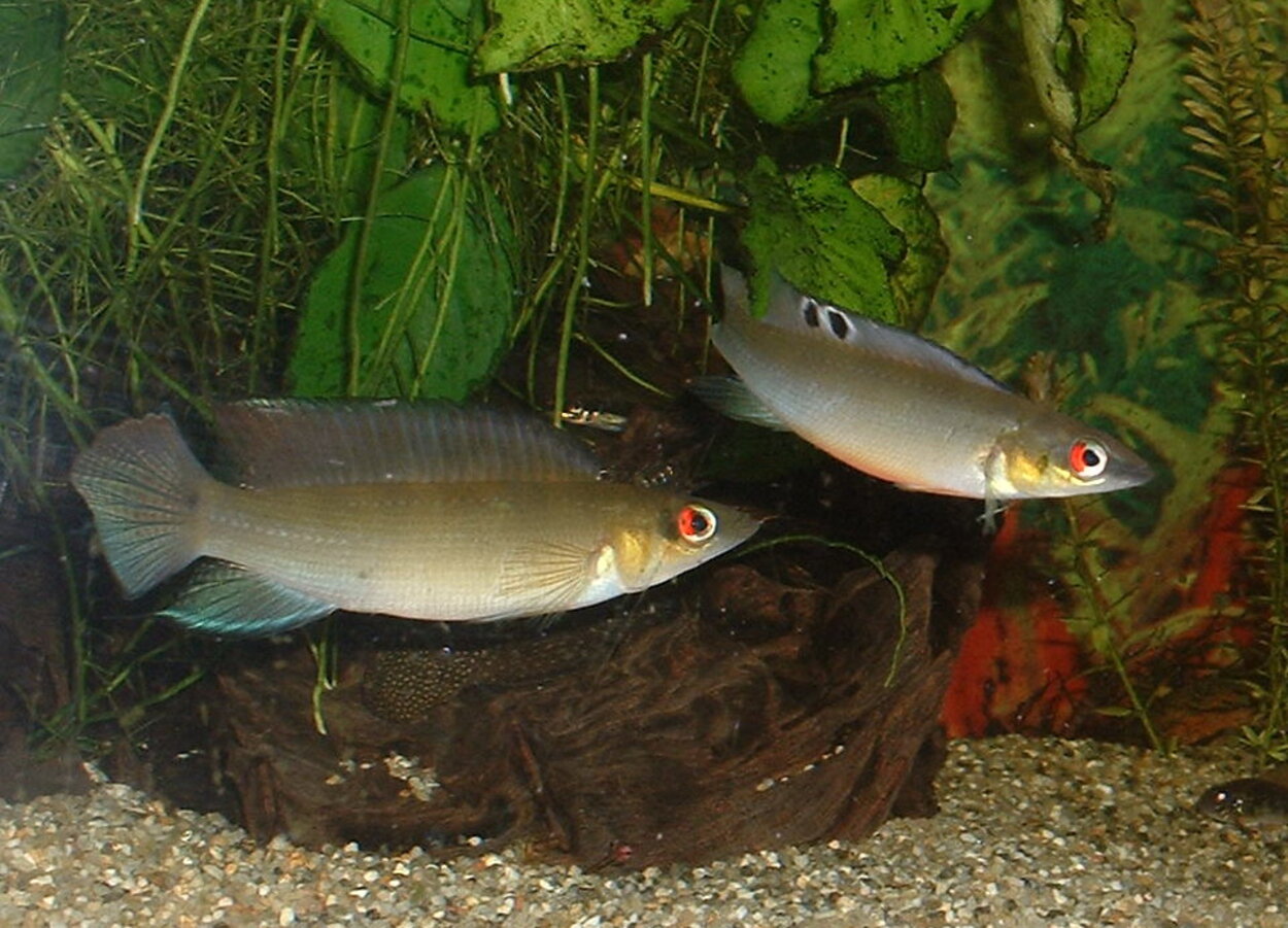 Crenicichla regani