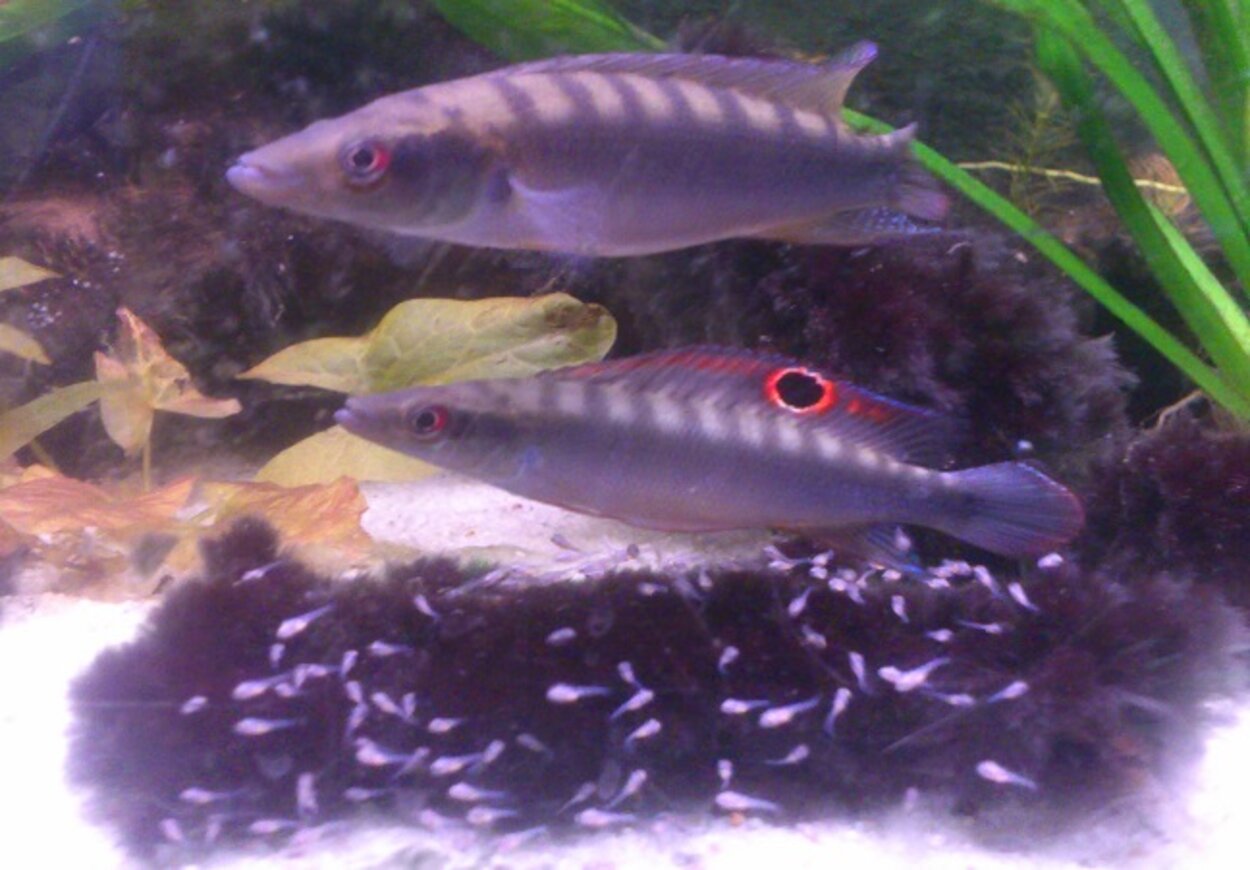 Crenicichla regani