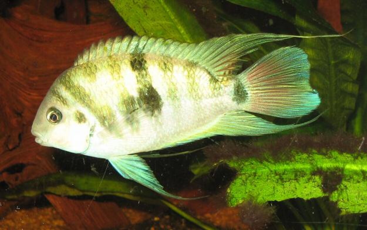 Cryptoheros siquia (Honduran Red Point)