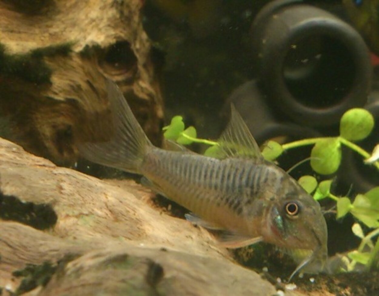 Corydoras septentrionalis