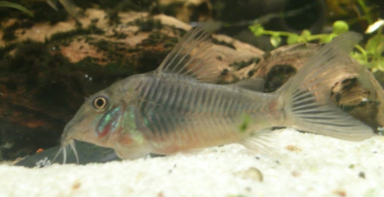 Corydoras septentrionalis