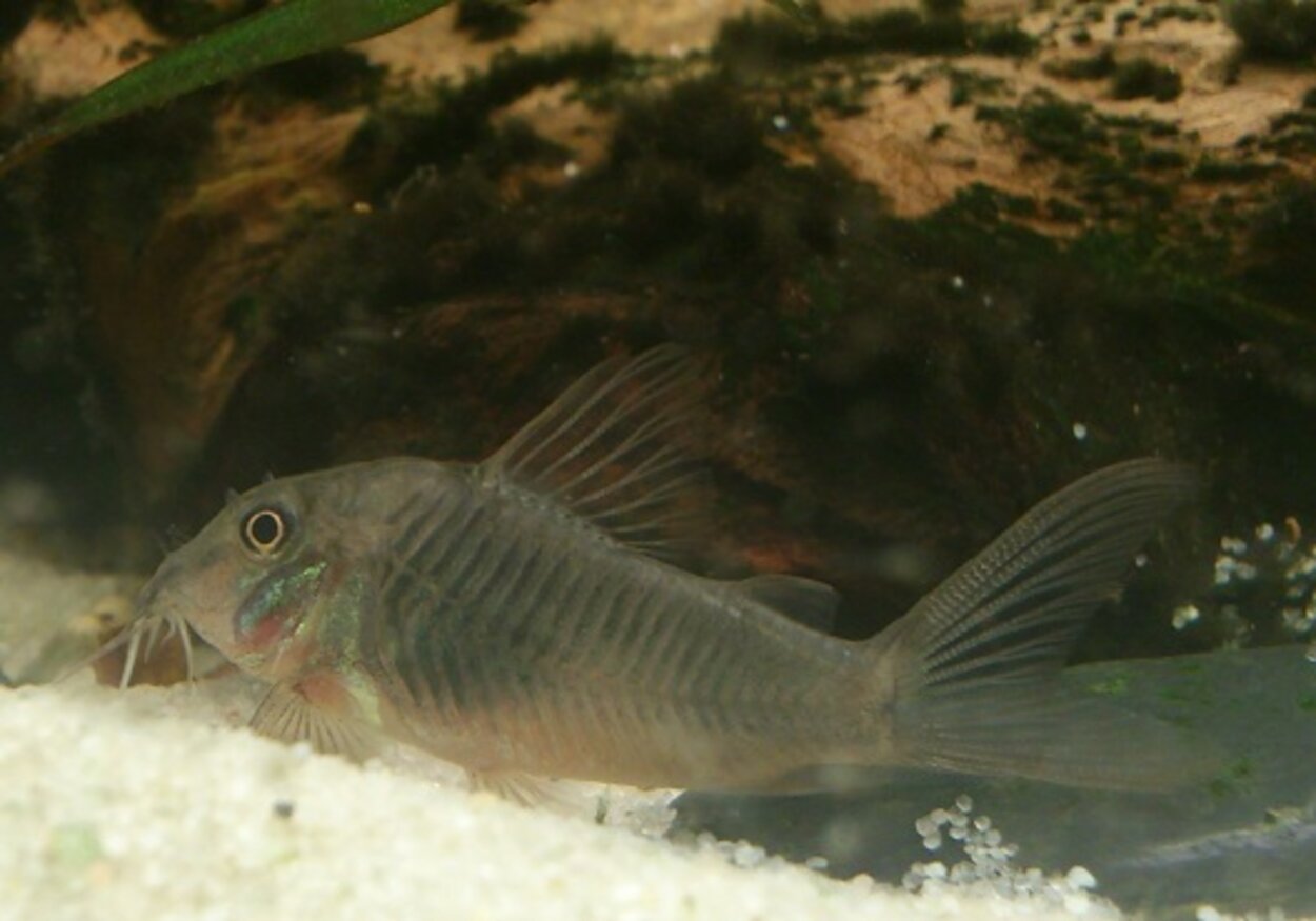 Corydoras septentrionalis