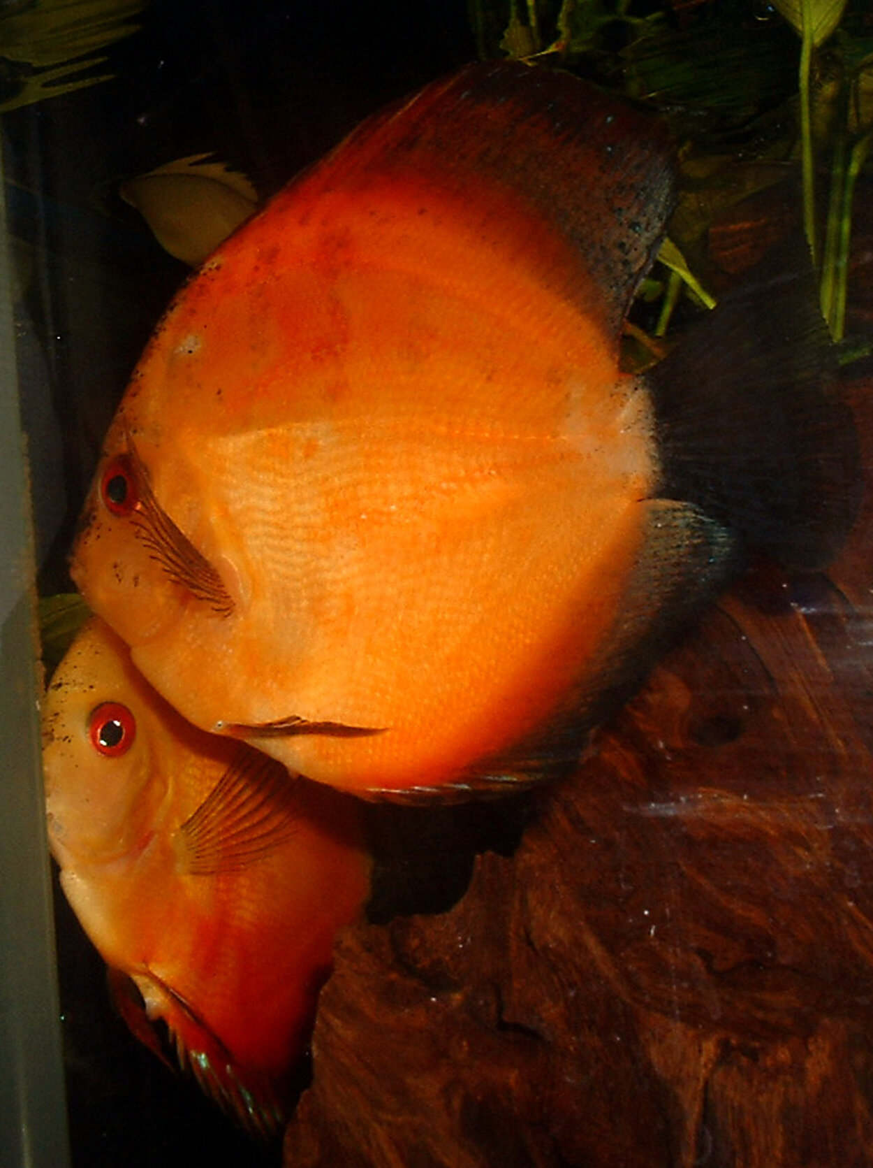 Symphysodon sp. - Discus