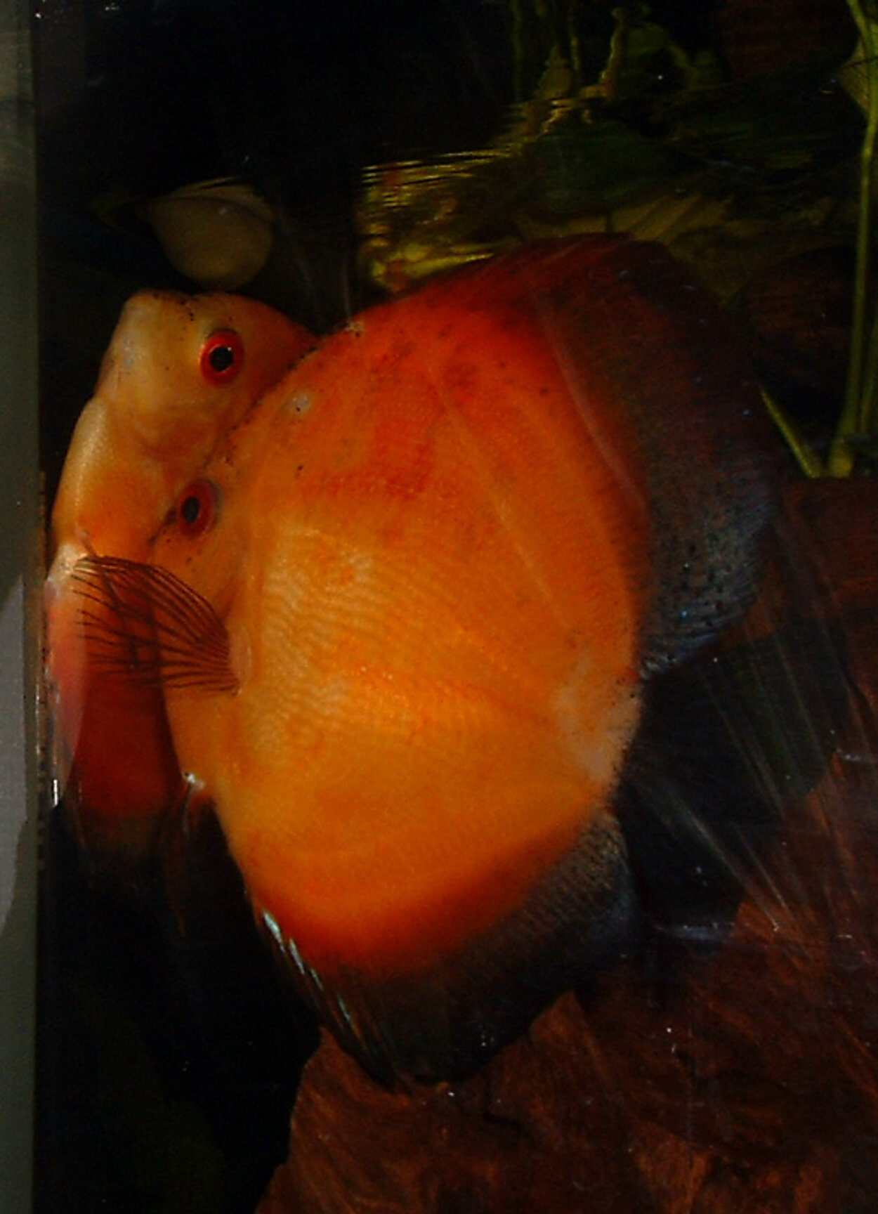 Symphysodon sp. - Discus