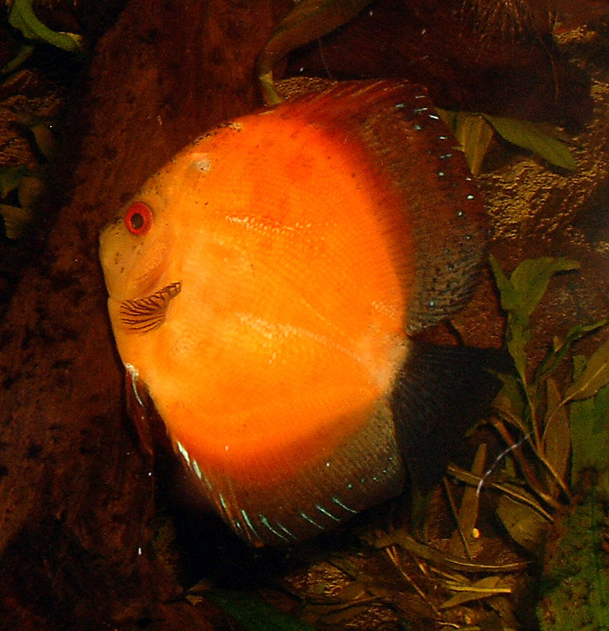 Symphysodon sp. - Discus