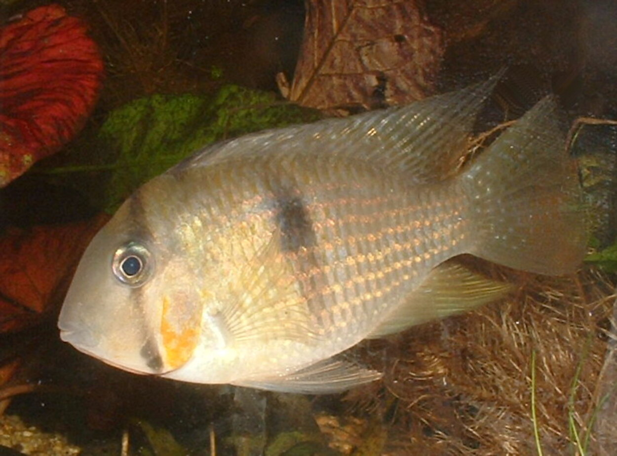 Guianacara sp. "red cheek"