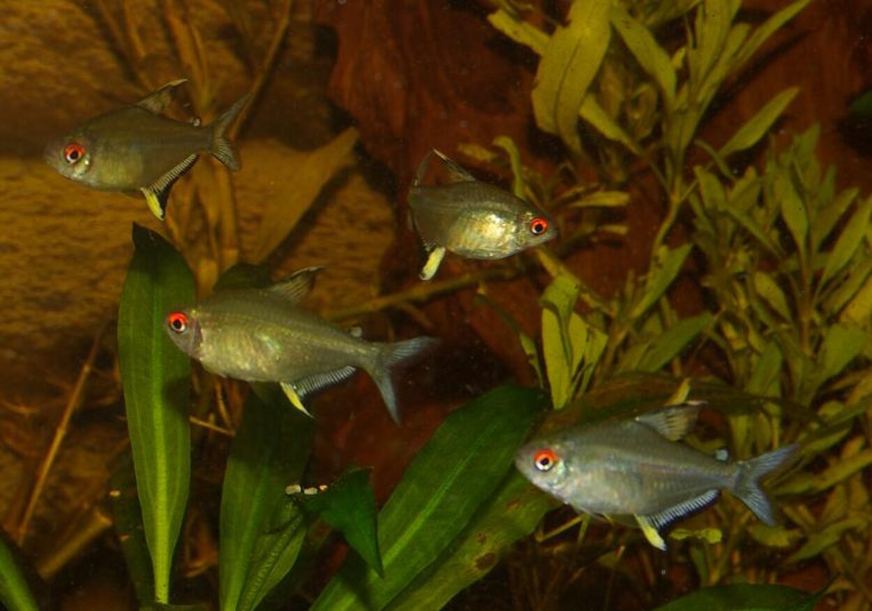 Hyphessobrycon pulchripinnis - Citrontetra