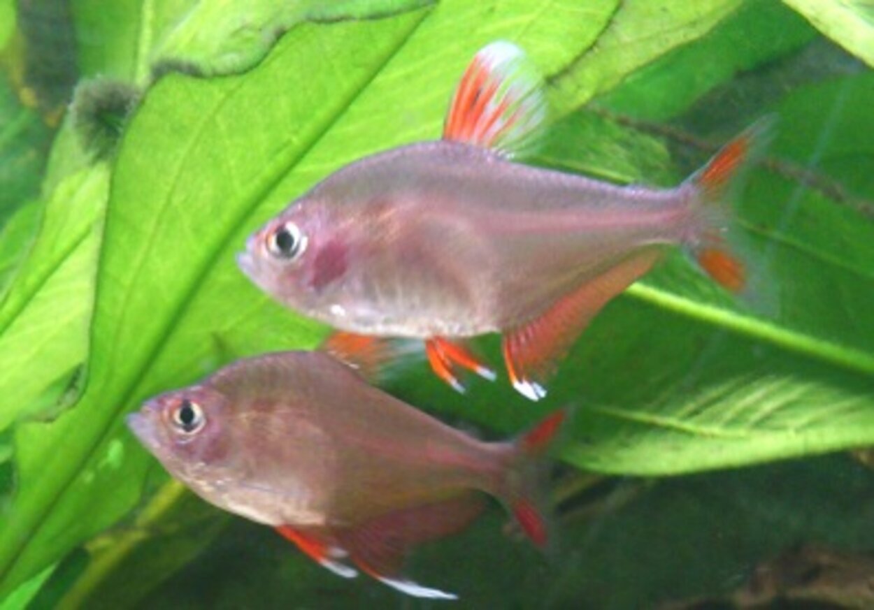 Hyphessobrycon sp. - Vitfenad rosentetra