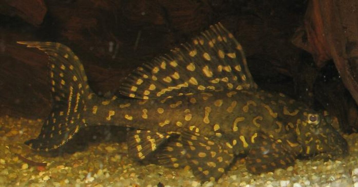 Glyptoperichthys joselimaianus (L001)