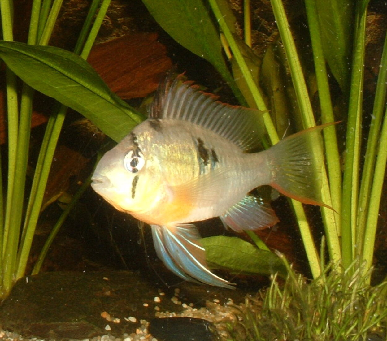 Mikrogeophagus altispinosa - Boliviansk fjärilsciklid