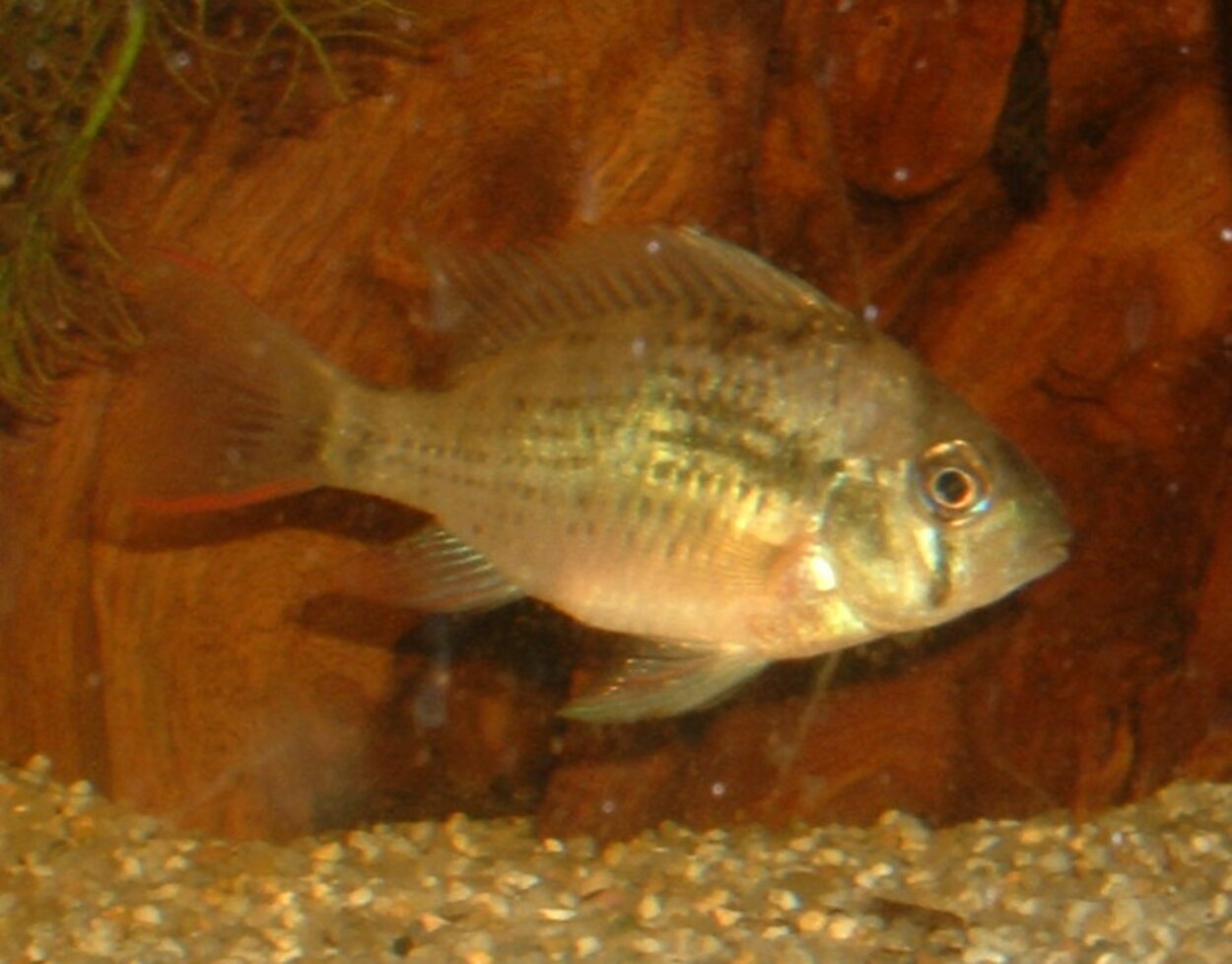 Mikrogeophagus altispinosa - Boliviansk fjärilsciklid