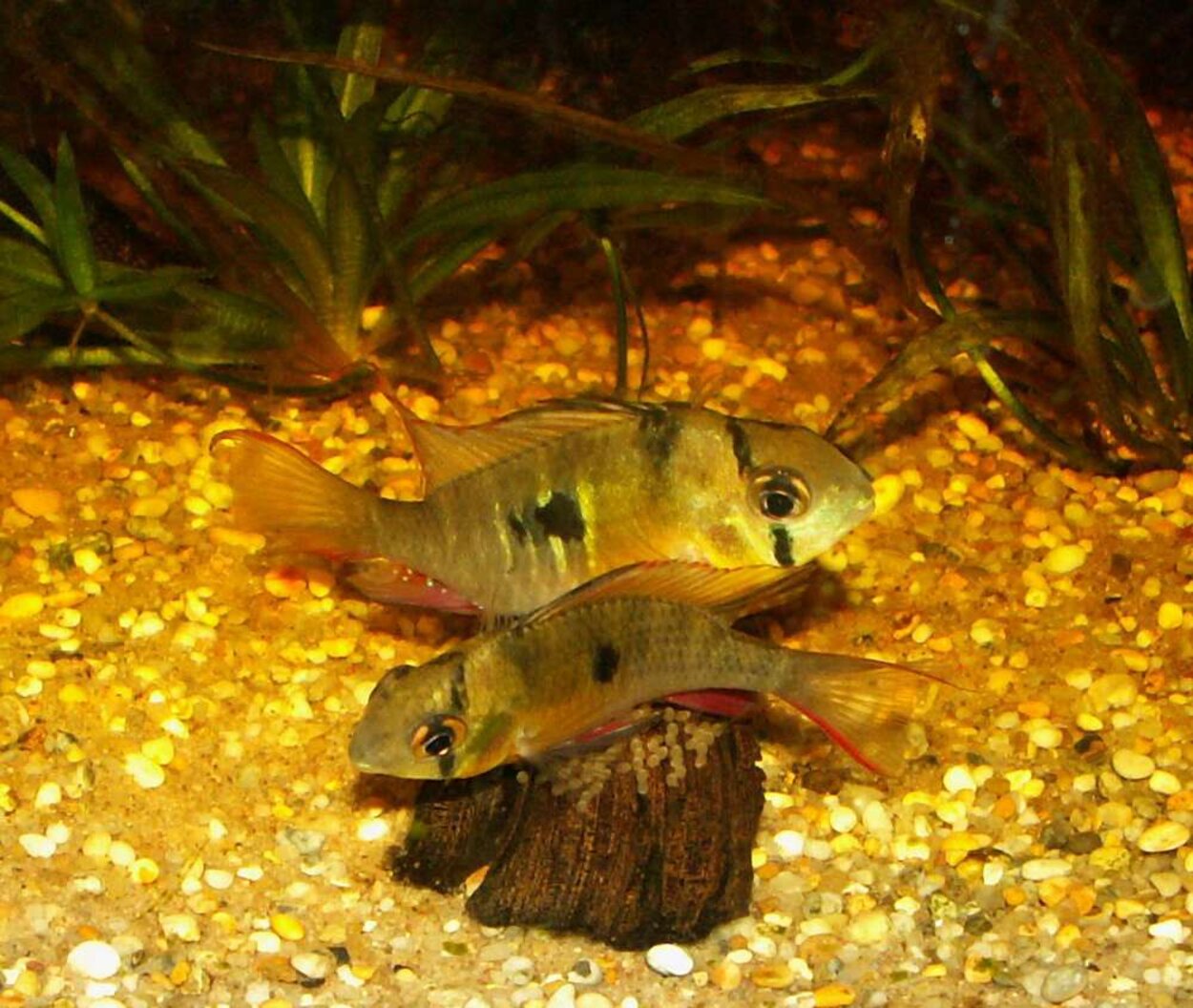 Mikrogeophagus altispinosa - Boliviansk fjärilsciklid