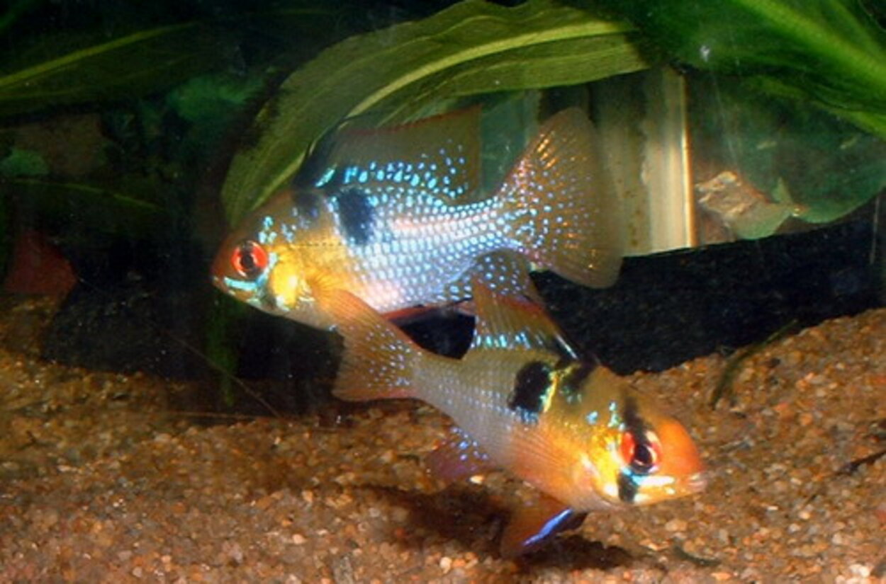 Mikrogeophagus ramirezi - Fjärilsciklid