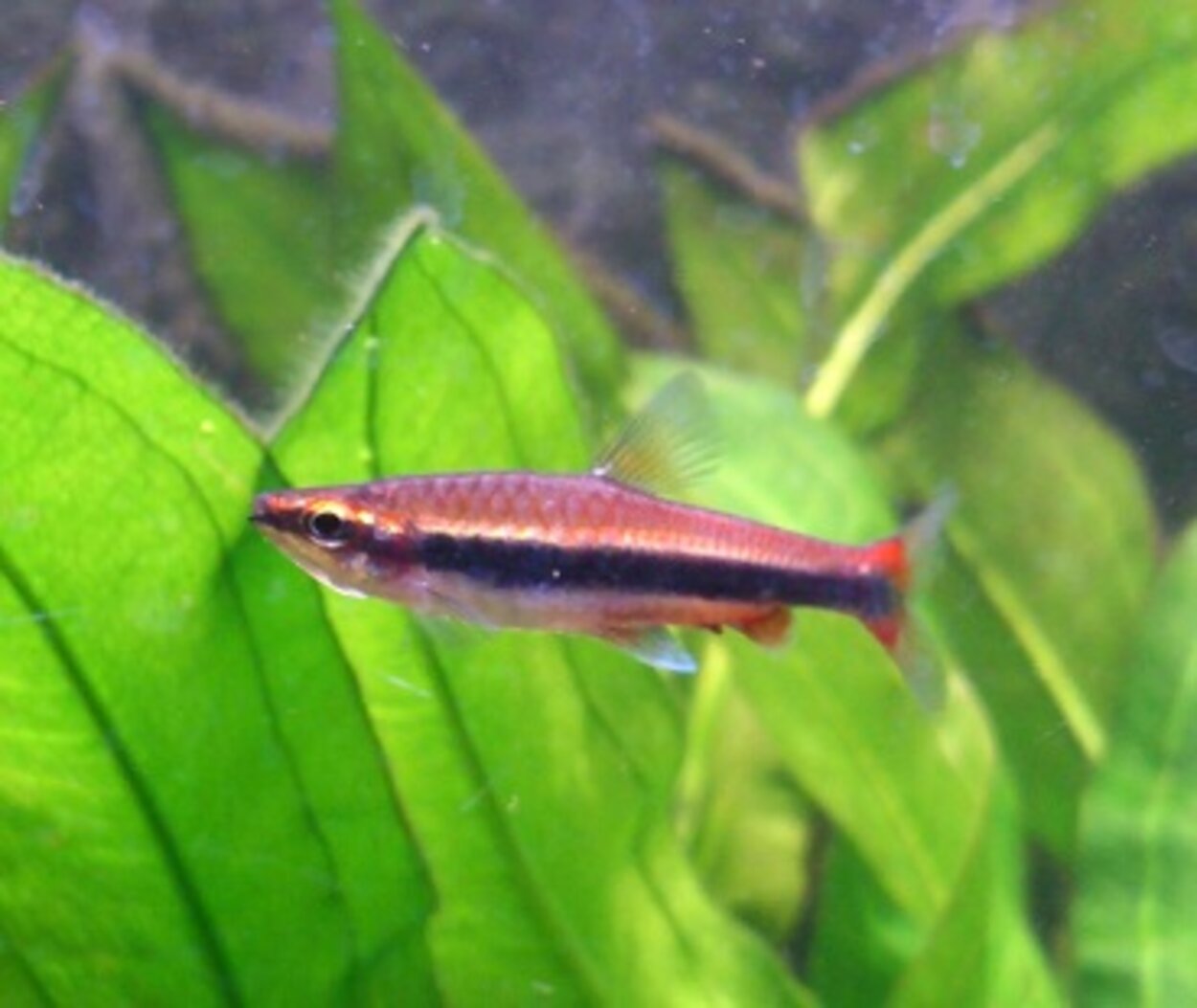 Nannostomus beckfordi - Pirangatetra