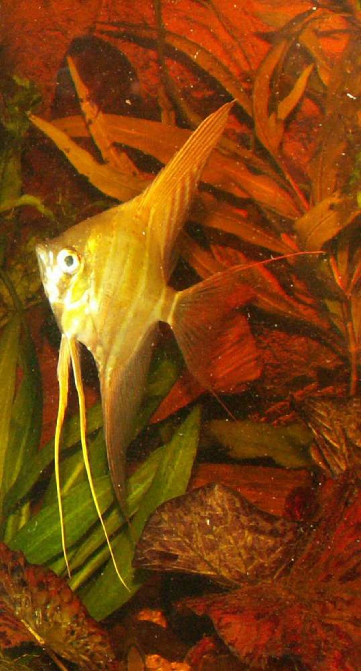 Pterophyllum altum - Altumscalare