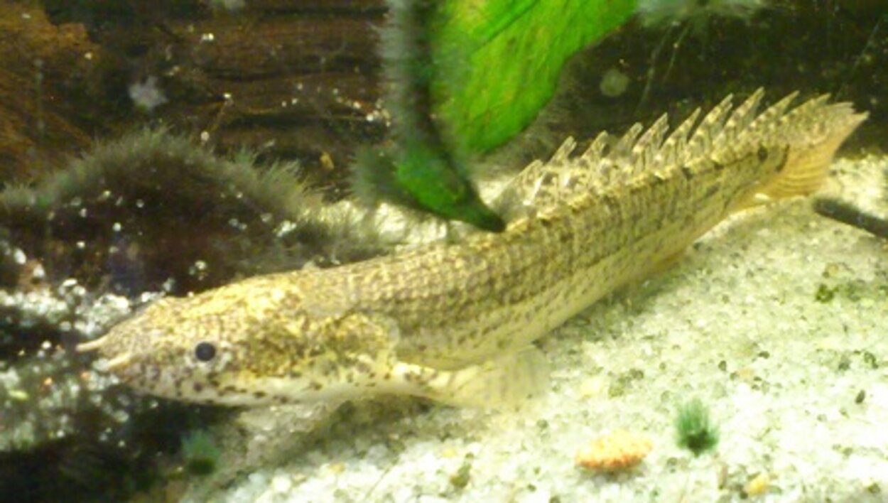 Polypterus delhezi