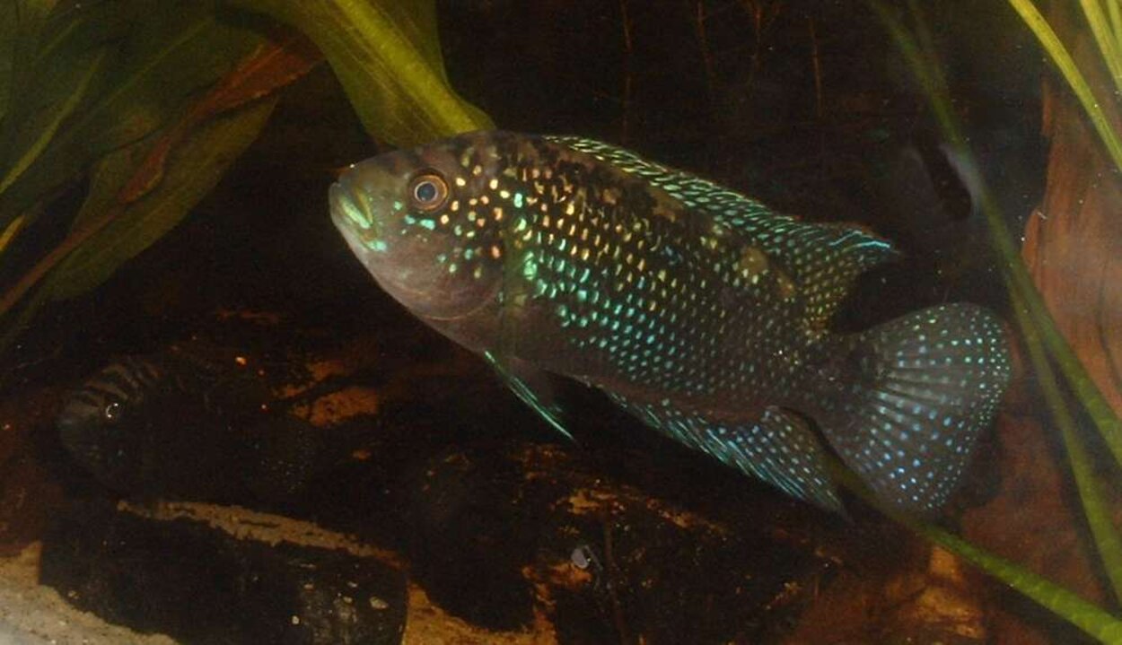 Rocio octofasciatus - Jack Dempsey