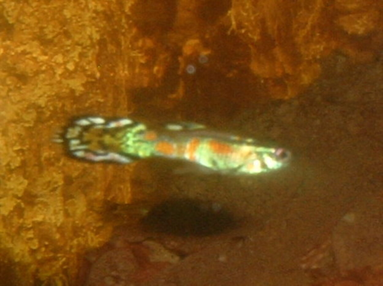 Guppy - Poecilia reticulata