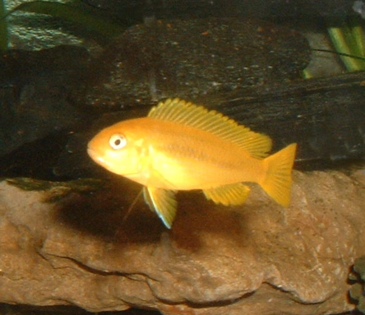 Pseudotropheus saulosi