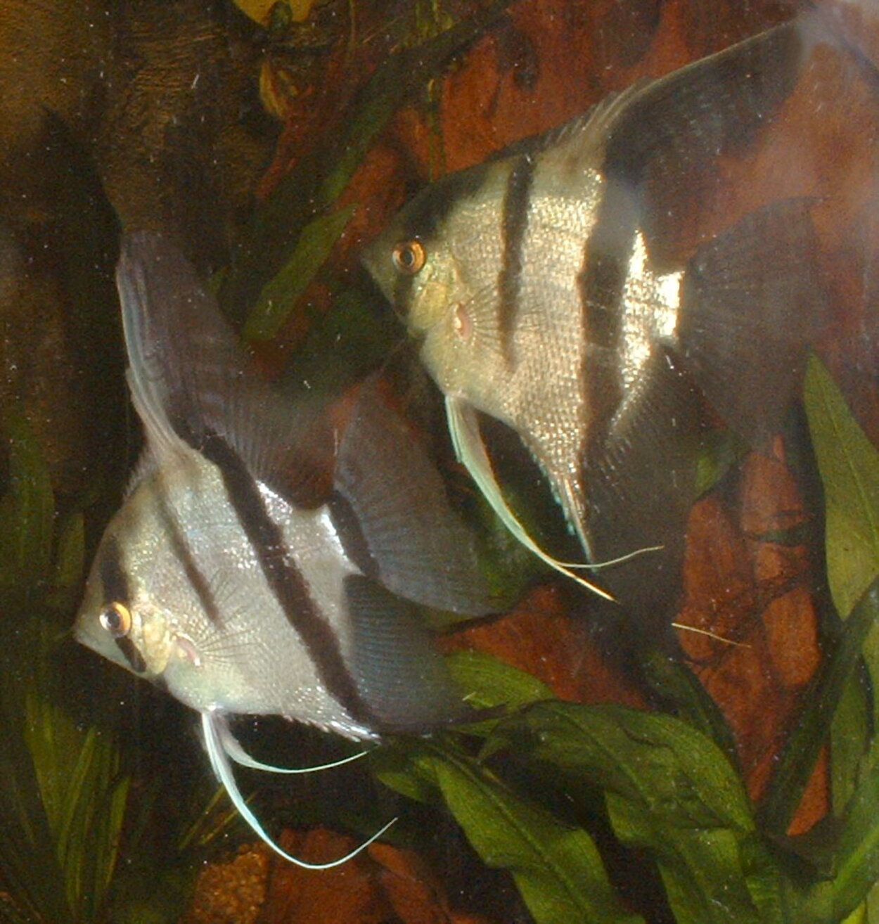 Pterophyllum scalare - Scalare