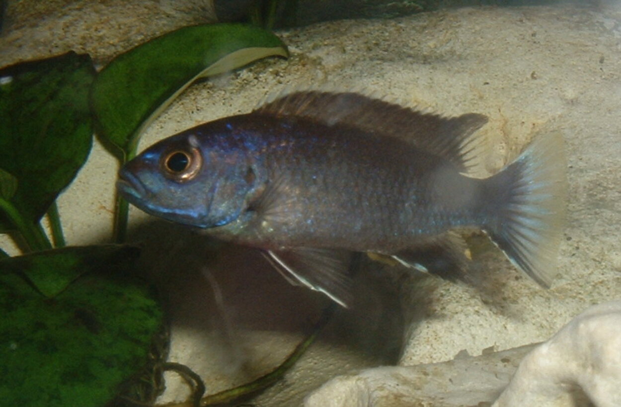 Pseudotropheus sp. "acei" Ngara