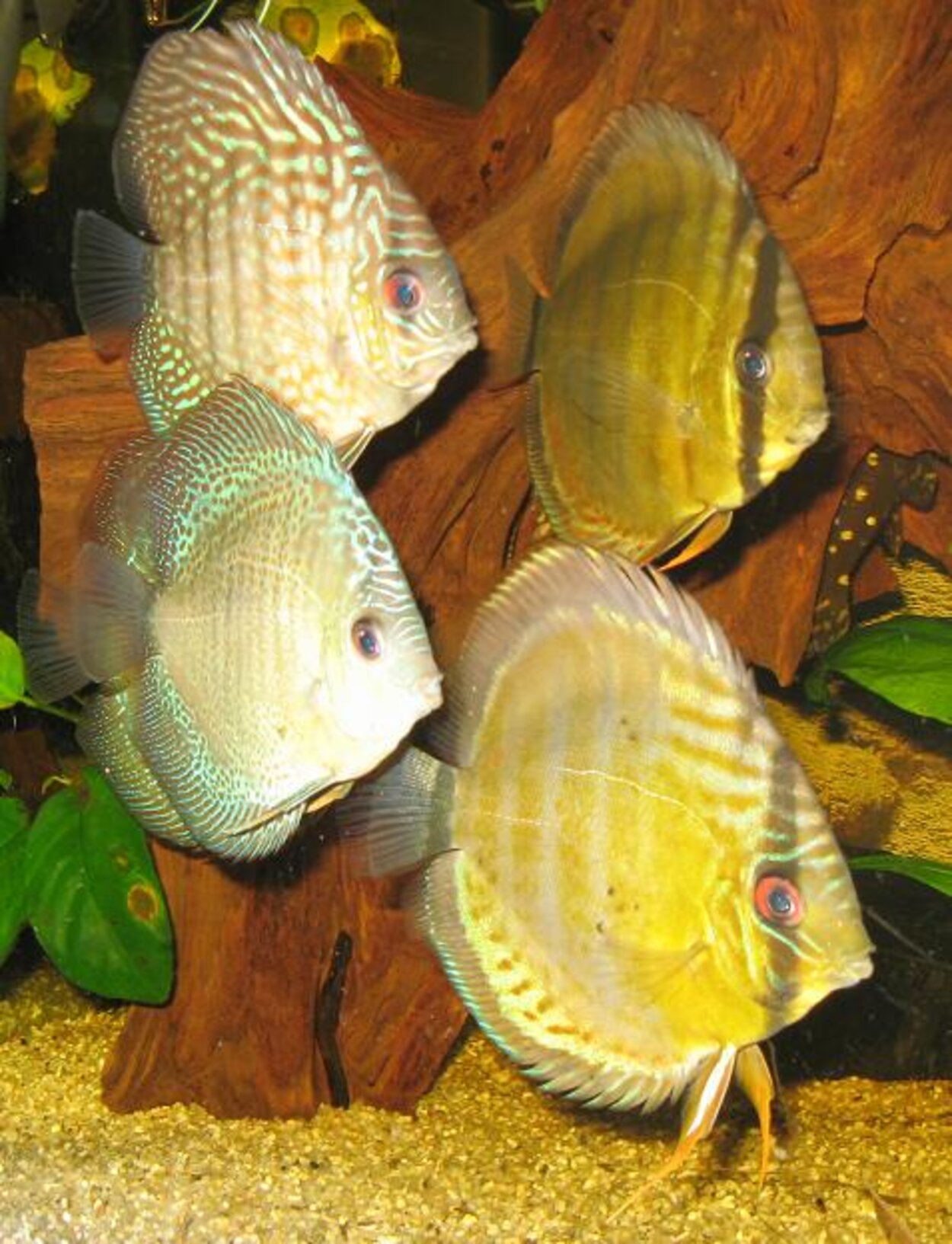 Symphysodon aequifasciatus - Discus