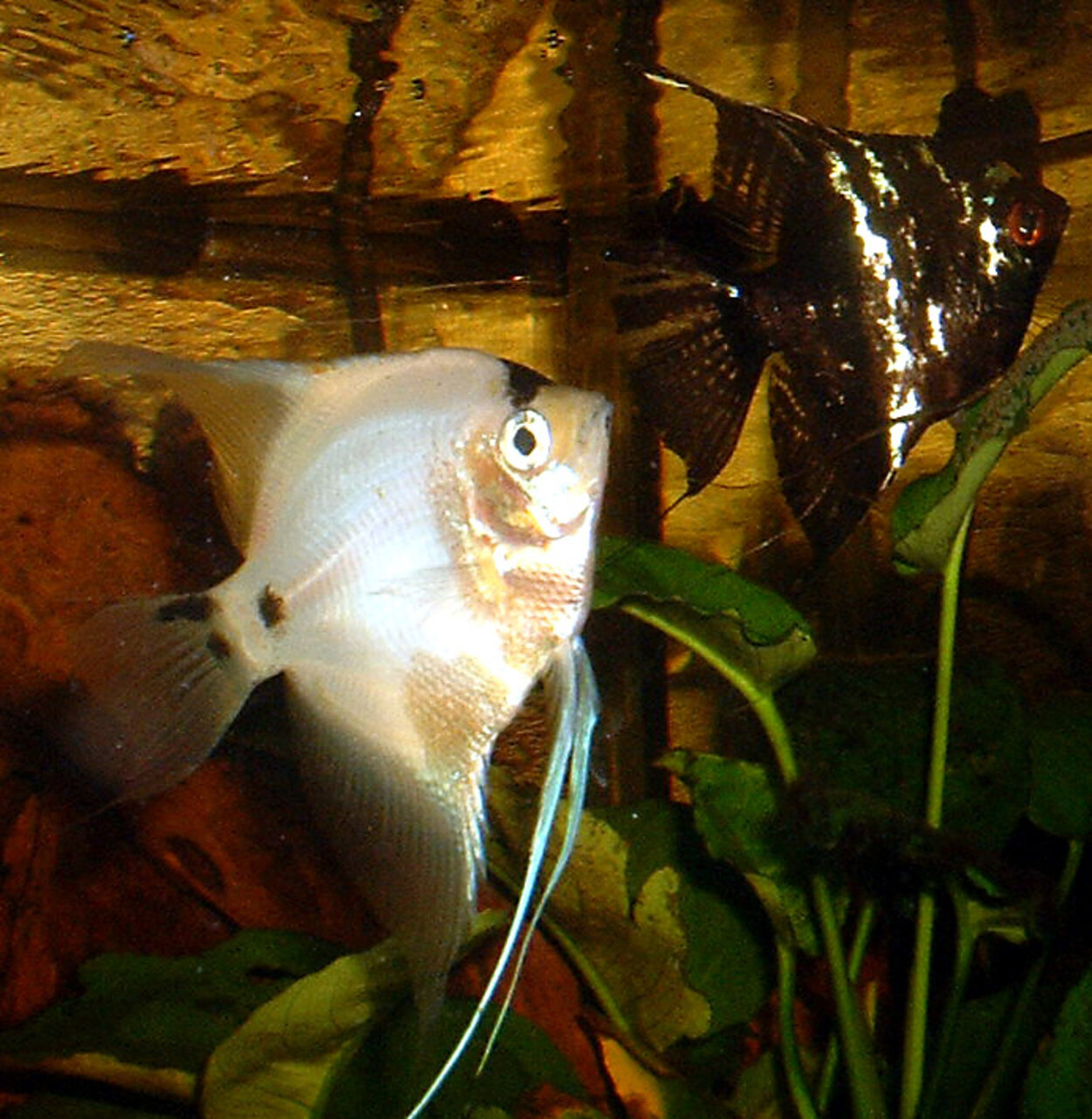 Pterophyllum scalare - Scalare