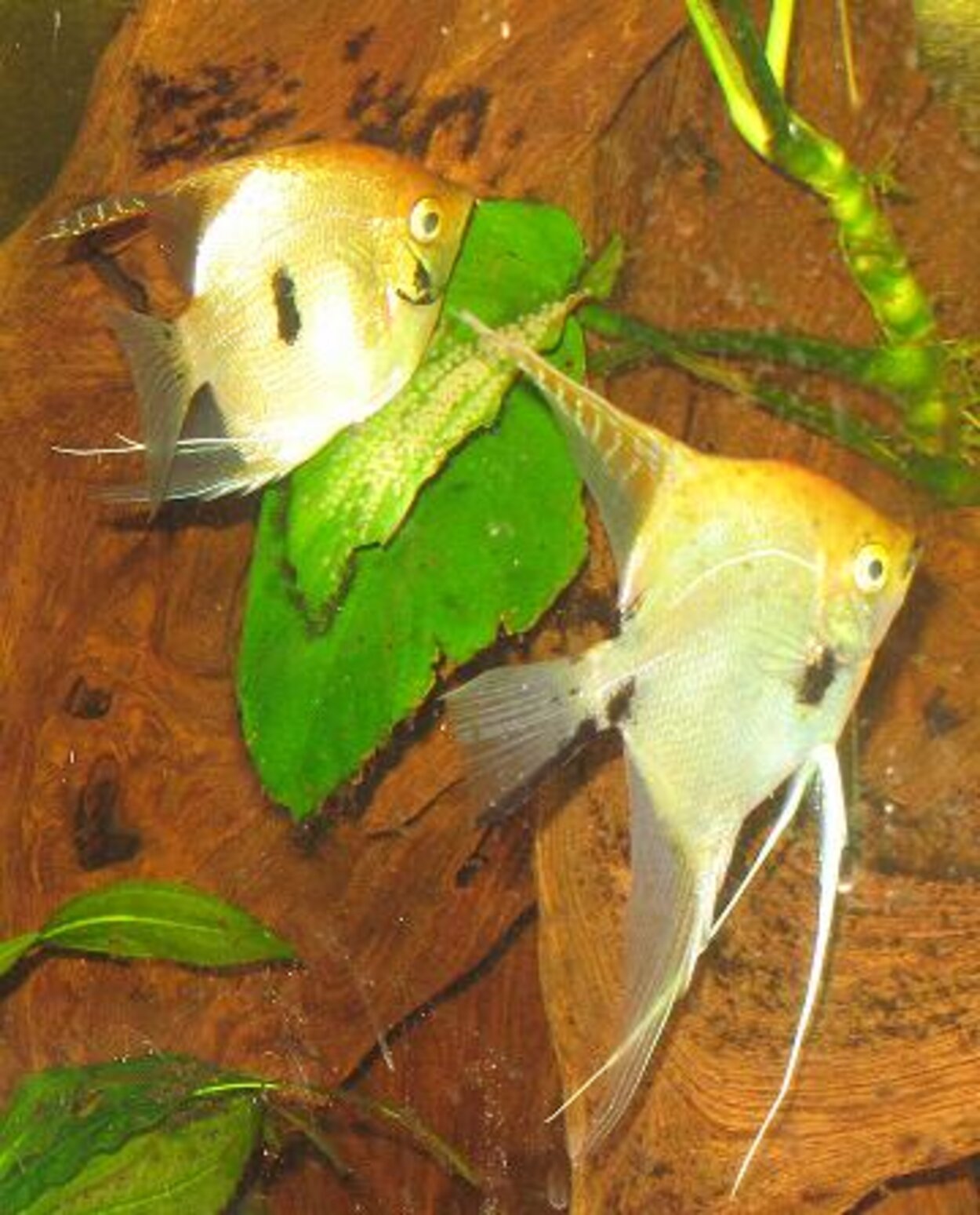 Pterophyllum scalare - Scalare