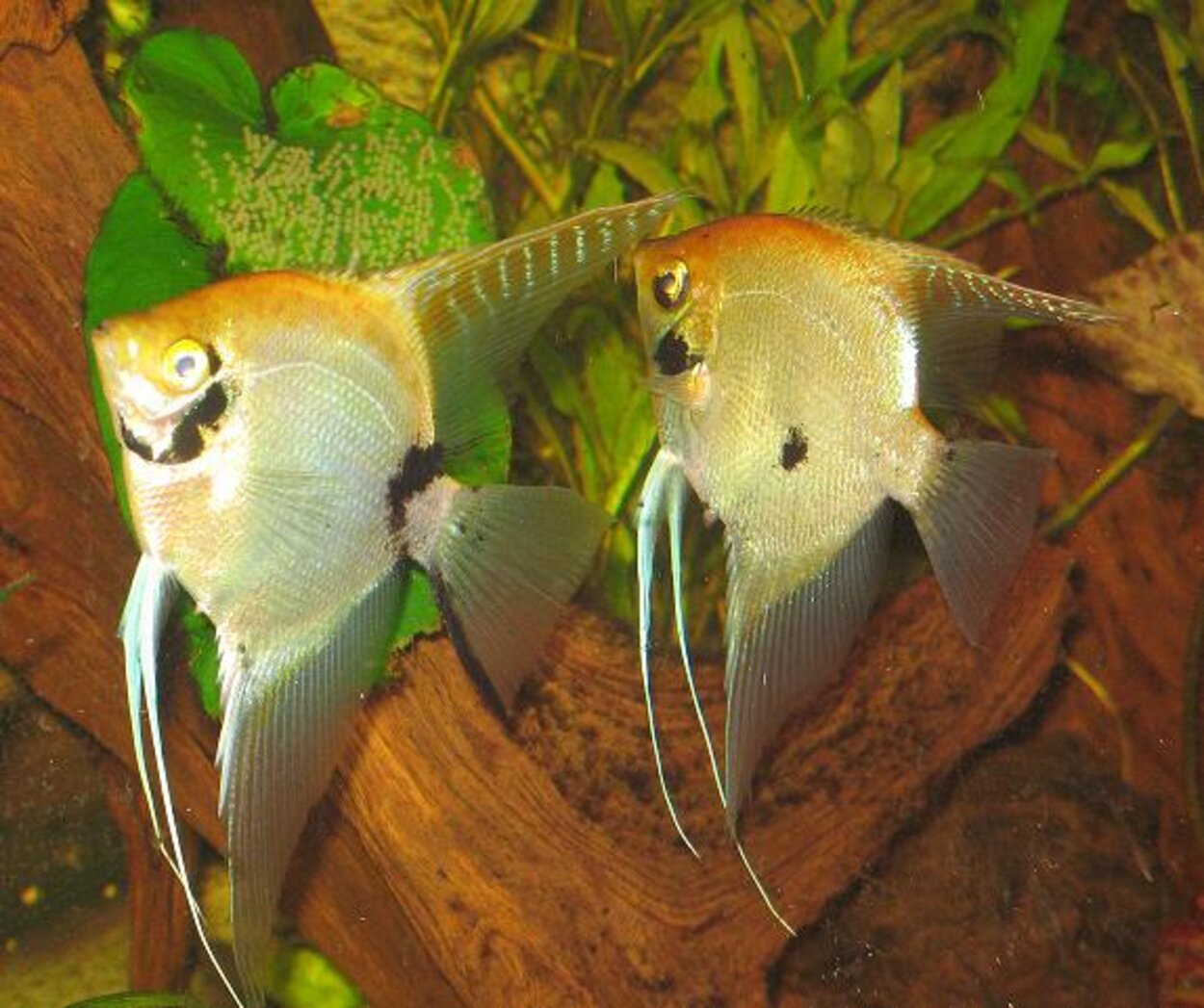 Pterophyllum scalare - Scalare