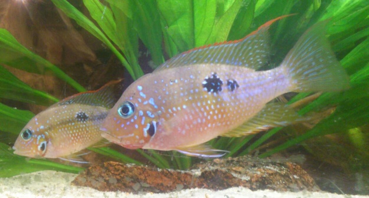 Thorichthys ellioti