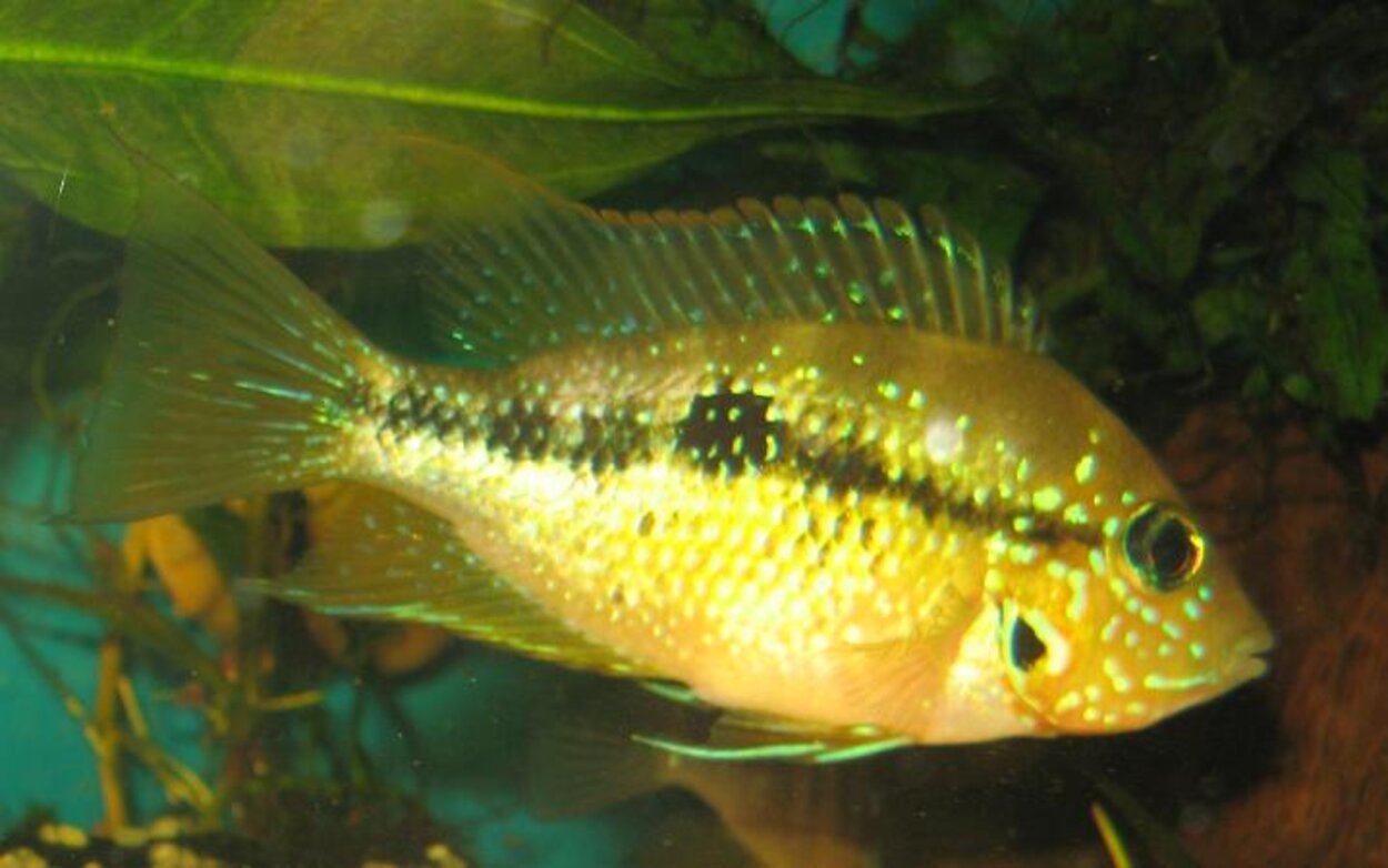 Thorichthys maculipinnis