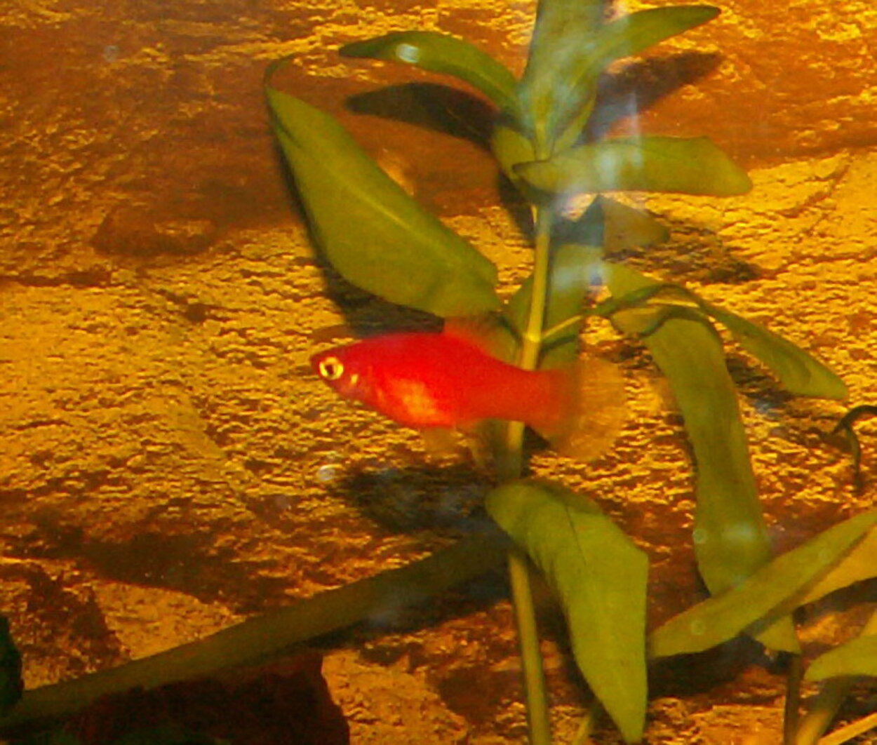 Xiphophorus maculatus - Platy